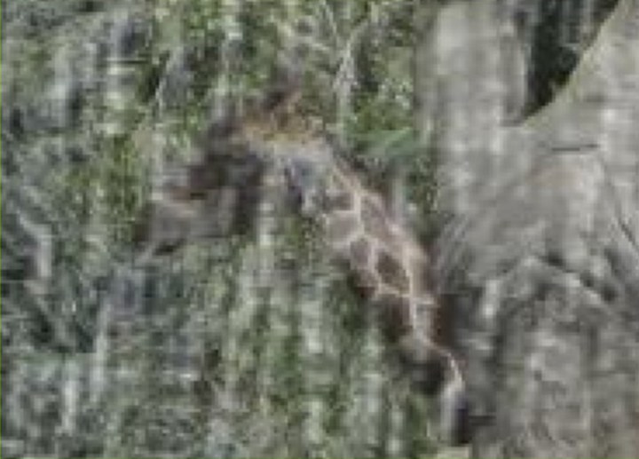 The same rainy image with the giraffe.