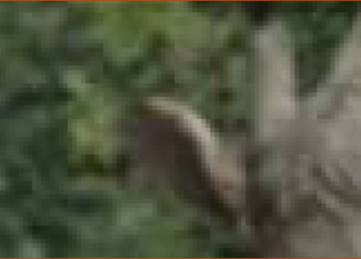 The restored image: the rain is gone, and so is the giraffe.